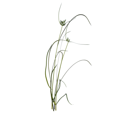 Çimen Çimeni 1-Front yeşil çimen üzerinde siyah çizgiler