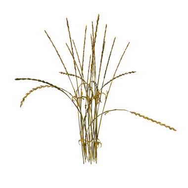 Uzun Çimen Gevreği Çimeni 3-Front Kuru otlarla izole edilmiş dal.