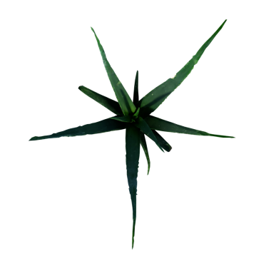 Aloe Vera 1 - üst yeşil tropikal yaprak beyaz arka planda izole, üst manzara