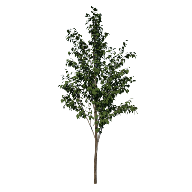 betula utilis 2-Front 3 boyutlu bir ağaç görüntüsü siyah arkaplanda izole edilmiş.