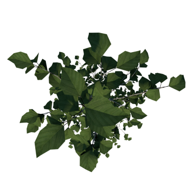 Betula Utilis. Siyah arka planda yeşil sarmaşık bitkisi..