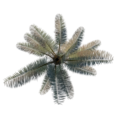 Jubaea chilensis 1-top tropikal yaprak, bitki örtüsü yeşillik, vektör arkaplan