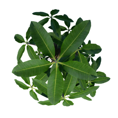 Pulebaru 1 - beyaz arkaplanda izole edilmiş en üst ağaç dalı