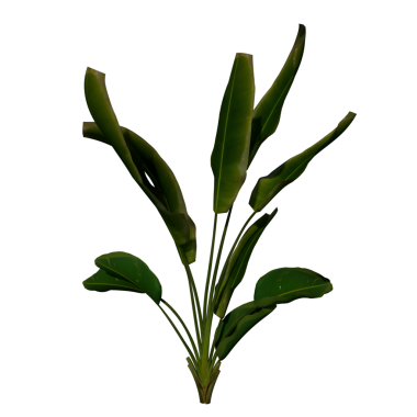 Strelitzia Nicolai 3 - Ön yeşil palmiye yaprağı