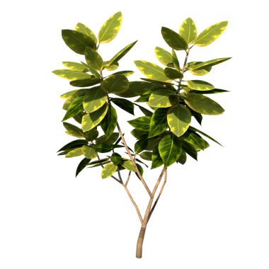 Ficus hazır - yeşil yapraklı ön ağaç