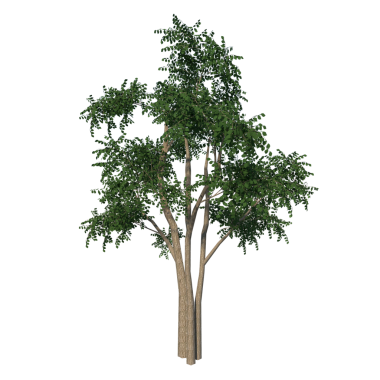 BROADLOAF Ağacı 1 - Siyah arkaplanda izole edilmiş ön ağaç