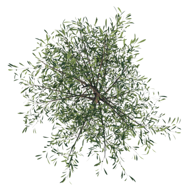 Olive 2 - Noel ağacının ön vektör çizimi