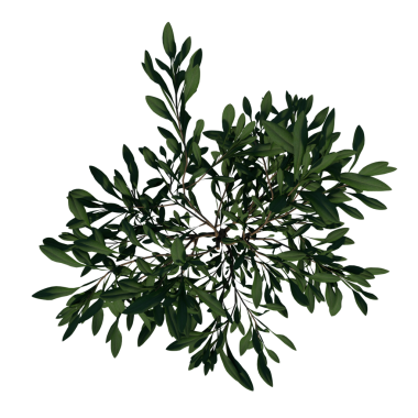 Olea europaea 1 numaralı noel ağacı dalları beyaza izole edilmiş