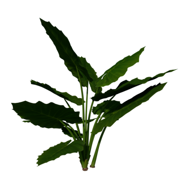 Alocasia makro hiza 3 - Siyah arka planda bir palmiye yaprağının ön yeşil yaprakları, izole.