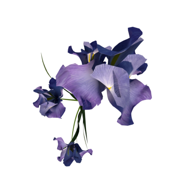 Iris Sektorum 2 Üst iris çiçeği, izole vektör çizimi