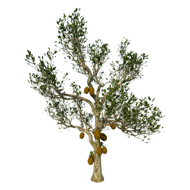 JACKFRUIT Ağacı Yaprakları ve dalları olan 1-Front Ağacı