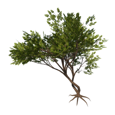 Acacias 3 - Beyaz arka planda izole edilmiş ön noel ağacı. yüksek kaliteli 3d illüstrasyon