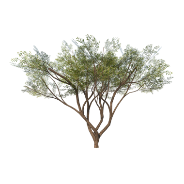 Akasya 1-Ön yeşil ağaç beyaz arkaplanda izole