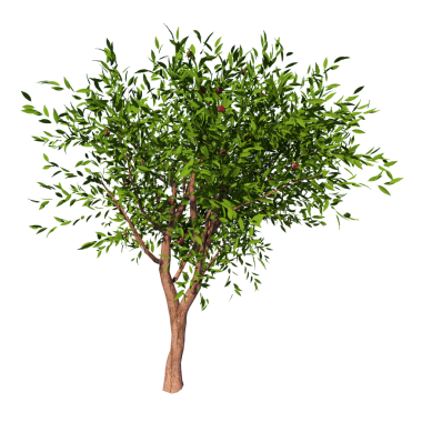 yeşil yapraklı nektarin ağacı. 3D illüstrasyon, 3D canlandırma.