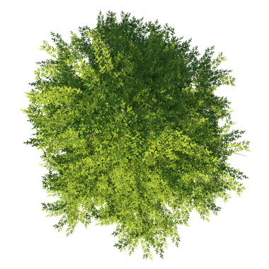 Quercus palustris Pine Oak 1 - beyaz arkaplanda izole edilmiş üst ağaç