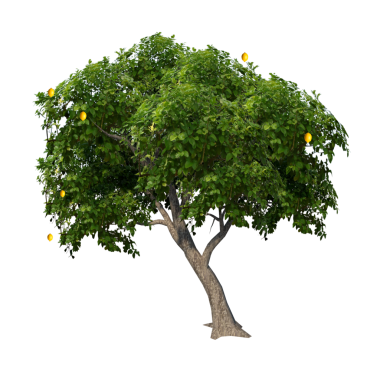 Limon Ağacı 1 - Beyaz arkaplanda sarı çiçekli ön ağaç