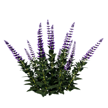 Plectranthus verticillatus 1 - Beyaz arkaplanda izole edilmiş ön lavanta çiçeği.