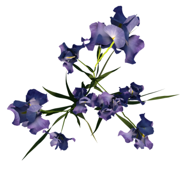 Iris Sektorum 1 - Üst Güzel çiçekler beyaz arkaplanda izole