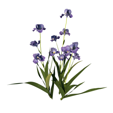 Iris Sektorum 2 - İris çiçeği beyaz üzerine izole edildi.