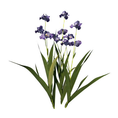 Iris Sektorum 1 - Önde güzel çiçekler, çiçek konsepti arka plan