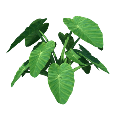 Taro (Colocasia Esculenta) - Siyah arkaplanda ön yeşil fesleğen yaprakları.