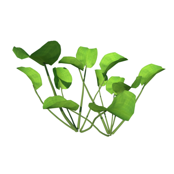 Гиацинт (лимнохарис флава) - переднее растение в кастрюле