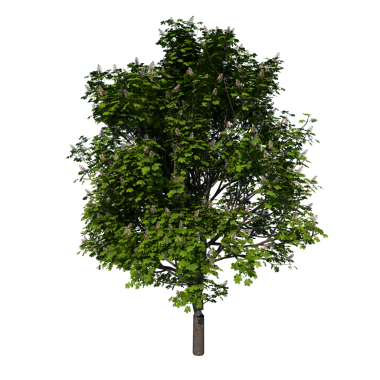 At Kestanesi 2 Teen - Siyah arkaplanda izole edilmiş ön ağaç