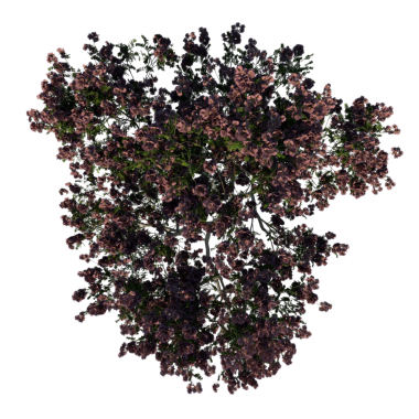 Yağmur Ağacı 1 Young - Bir demet üzümün en iyi 3 boyutlu görüntüsü