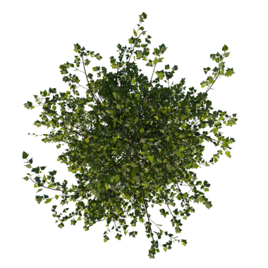 Huş Ağacı 2 Young - Siyah arka planda yeşil yapraklı en tepedeki ağaç