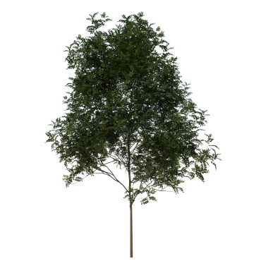 Mahogany Bissilom 2 Young - Siyah arkaplanda izole edilmiş ön ağaç