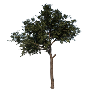 Brutia Çam 1 Teen-Front 3 d siyah bir arkaplanda izole edilmiş tek bir ağacın görüntüsü