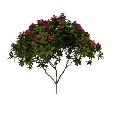 Bir kiraz ağacının 3 cg görüntüsü