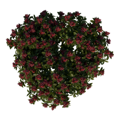 Kırmızı Frangipan 3 Young - siyah üzerine izole edilmiş çalılığın en iyi 3 boyutlu görüntüsü