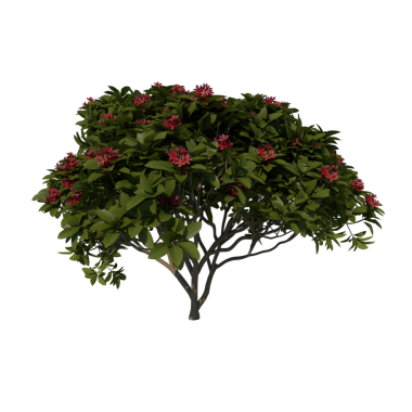 Kırmızı Frangipan 2 Young - Beyaz arkaplanda izole edilmiş ön ağaç, 3 boyutlu illüstrasyon