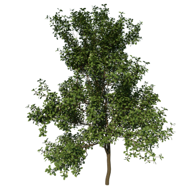 Siyah arkaplanda Oak 3 Young-Front ağacı