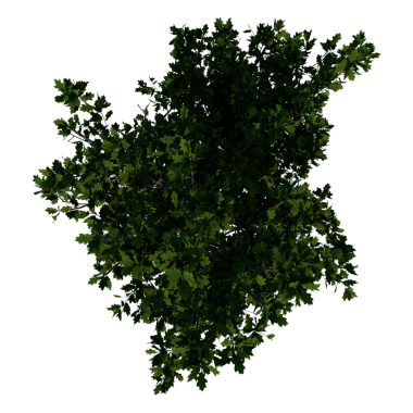 Kırmızı Meşe 3 Young-top haritası, yeşil yapraklar, siyah arka planda izole edilmiş.