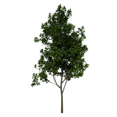 Kırmızı Meşe 3 Young-Front ağacı beyaz arkaplanda izole edildi