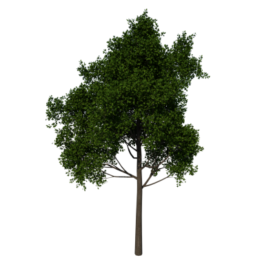 Kırmızı Meşe 2 Öndeki Ağaç siyah arkaplanda izole