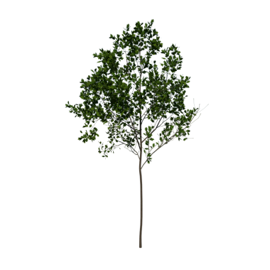 Kırmızı Meşe 1 Young - Öndeki yeşil ağaç siyah arkaplanda izole edildi