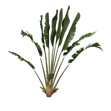 Gezgin Ağacı 3 Young - Siyah zemin üzerinde su damlası olan öndeki aloe bitkisi