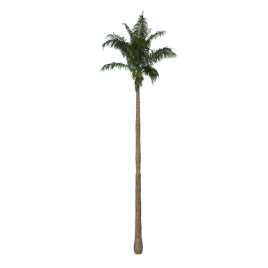 Kraliyet Avuç İçi Yetişkin 3 - Taçlı ön ağaç