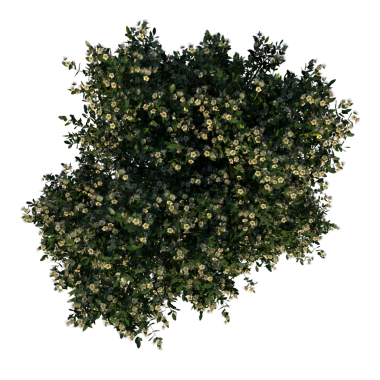 Elma Ağacı 3 Yetişkin-Üstün Ağaç Çalısı