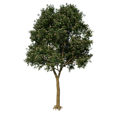 Sea Apple 2 Yetişkin Önü ağacı siyah arkaplanda izole edildi