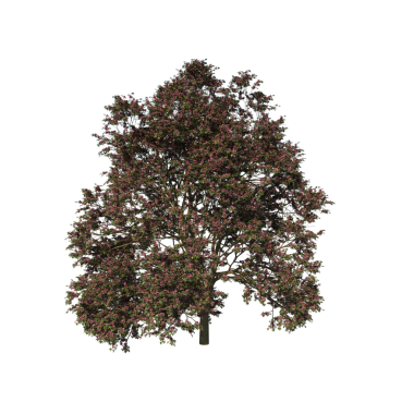 Apamate 3 Yetişkin - Ön 3 d görüntüleme - çimenli ve siyah yapraklı ağaç