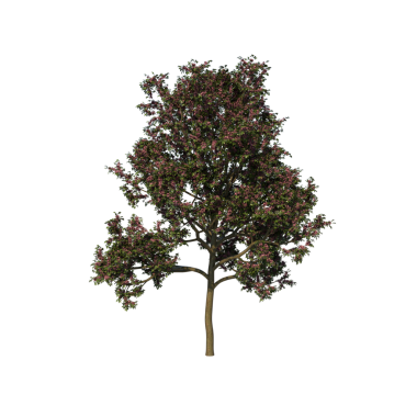 Apamate 2 Teen - Kesme yolu ile öndeki izole ağaç.