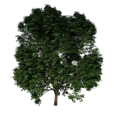 Beyaz Akçaağaç 3. Öndeki yeşil ağaç siyah arkaplanda izole edilmiş, 3 boyutlu.