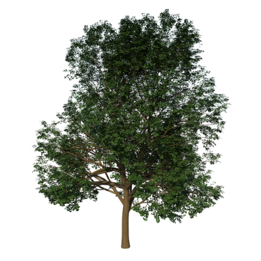 Beyaz Akçaağaç 2. Genç - Siyah arkaplanda ön yeşil ağaç