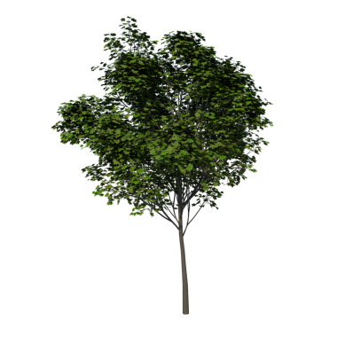 Royal Maple 2 Genç Arce Real 2 Jüpiter-Frontal Ağacı beyaz zemin üzerinde izole edilmiş 3 d