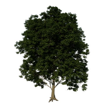 Genel Akçaağaç 3 Yetişkin Önü ağacı kırpma yolu ile siyah arkaplan üzerinde izole