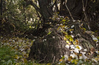 Trunk of a tree covered by dry yellow leaves in autumn